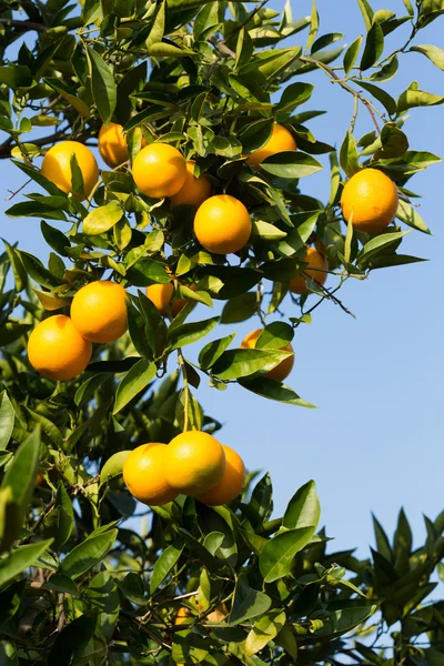 バレンシア オレンジの木 — ストック写真