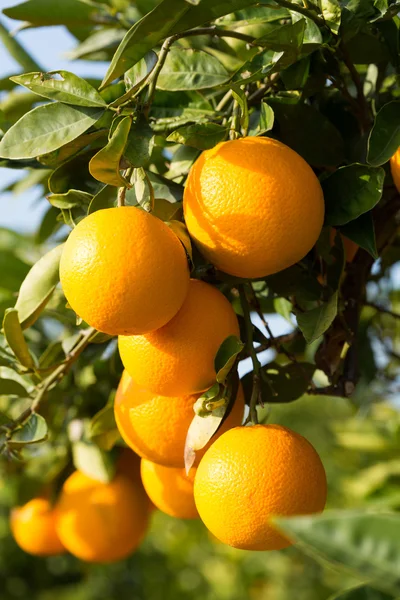 Valencia oranžové stromy — Stock fotografie