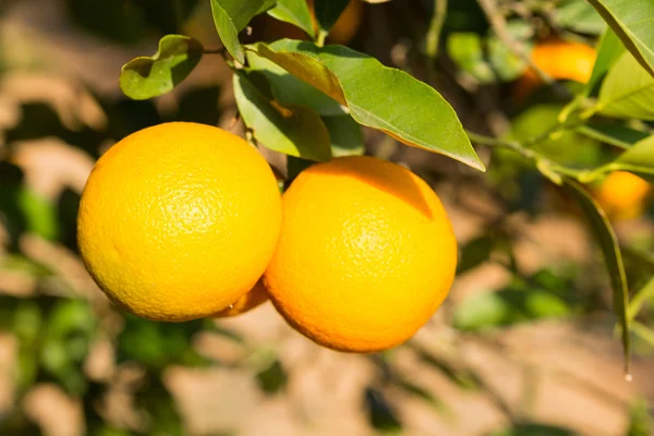 Valencia oranžové stromy — Stock fotografie