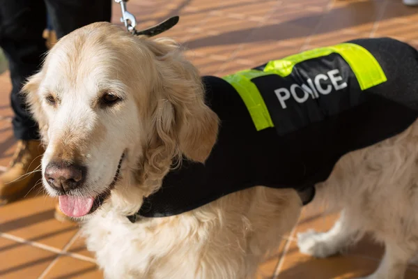 Perro policía con distintivo —  Fotos de Stock