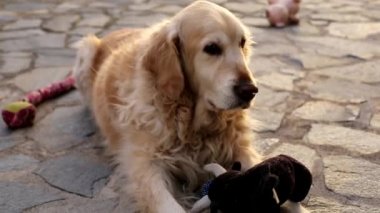 Golden retriever açık havada oynuyor.