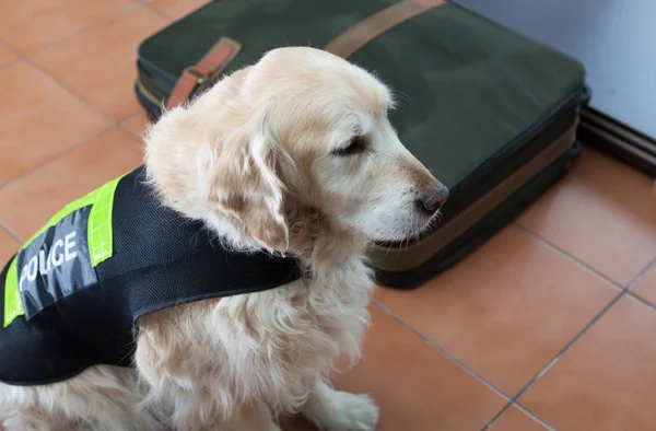 Perro policía con distintivo —  Fotos de Stock