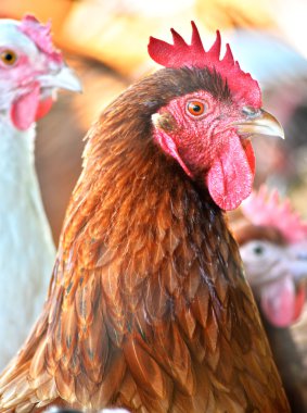 Geleneksel tavuk çiftliğinde tavuklar