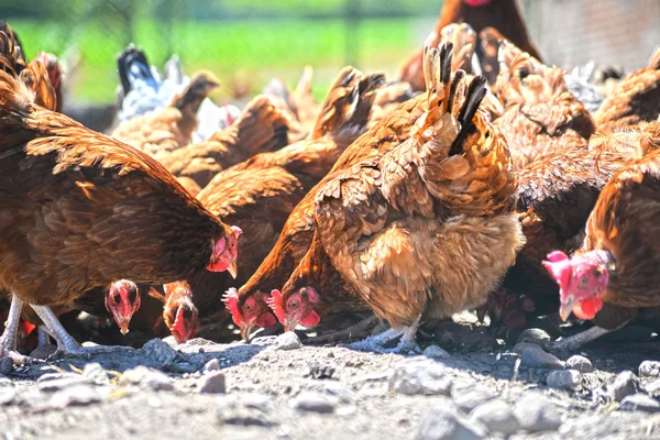 Găini la ferma tradițională de păsări de curte cu rază liberă — Fotografie, imagine de stoc
