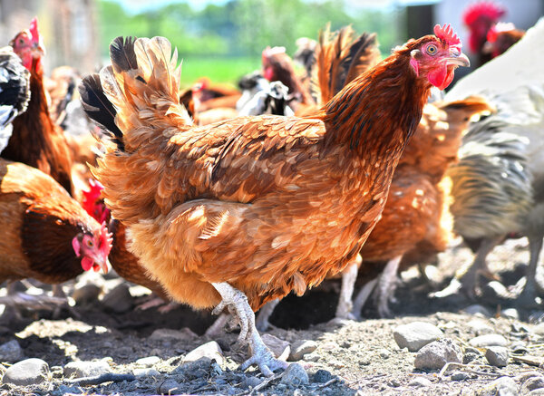 Chickens on traditional free range poultry farm
