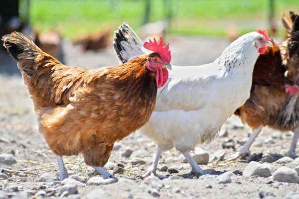 Kippen op traditionele scharrelpluimveehouderij — Stockfoto