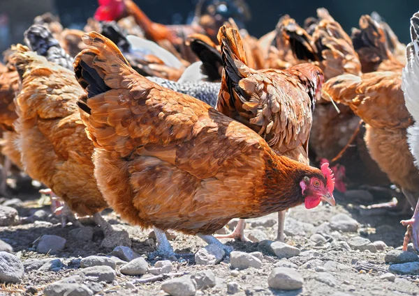 Kur domácí na tradiční drůbeží farmě ve volném výběhu — Stock fotografie