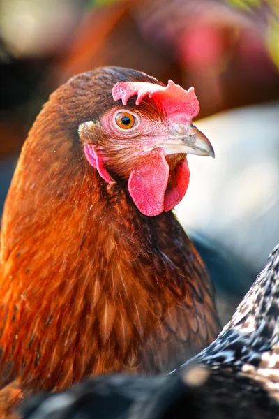 Pollos en granja de aves de corral tradicional — Foto de Stock