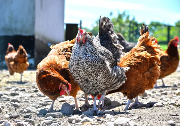 Kycklingar på traditionell frigående fjäderfäfarm — Stockfoto