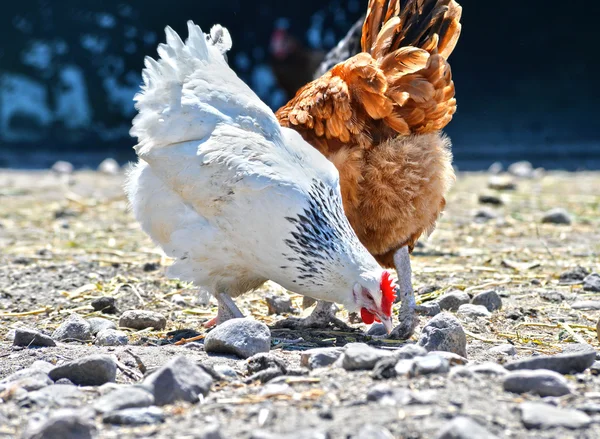 Poulets dans une ferme avicole traditionnelle en plein air — Photo