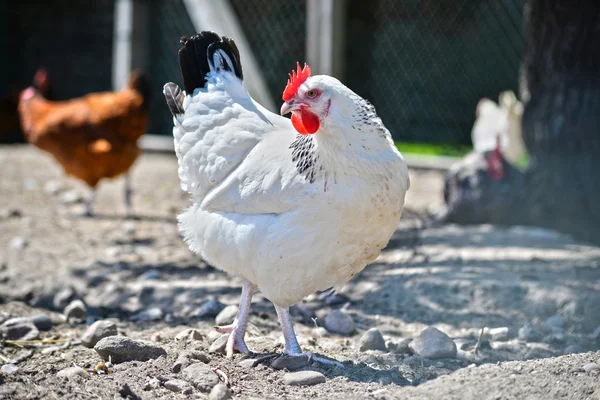 Chickens on traditional free range poultry farm — Stock Photo, Image