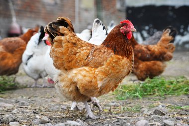 Geleneksel tavuk çiftliğinde tavuklar