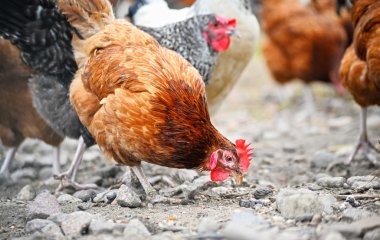 Geleneksel tavuk çiftliğinde tavuklar