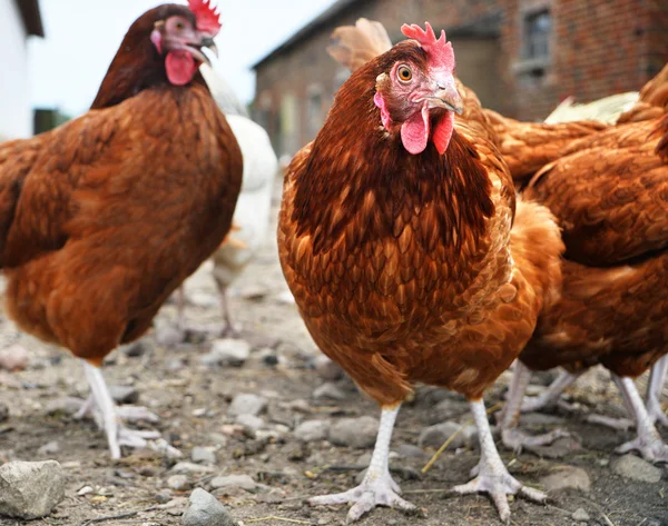 Pollos en granja de aves de corral tradicional — Foto de Stock