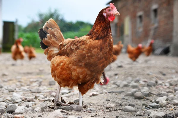 Pollos en granja de aves de corral tradicional — Foto de Stock