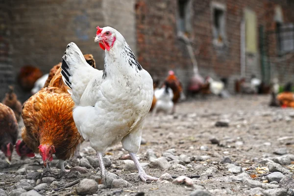 Polli in allevamento di pollame tradizionale allevato all'aperto — Foto Stock