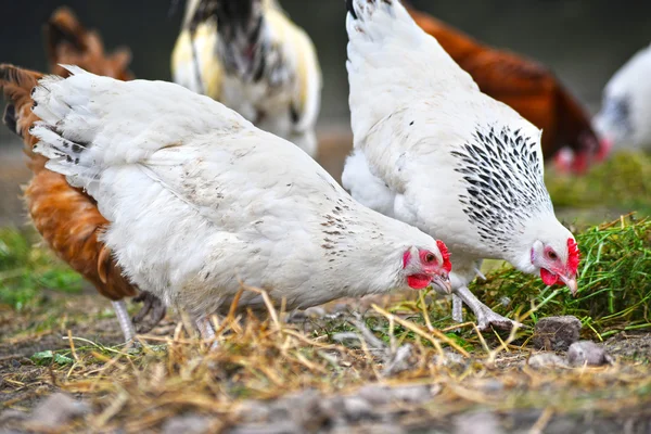 Pollos en granja de aves de corral tradicional —  Fotos de Stock