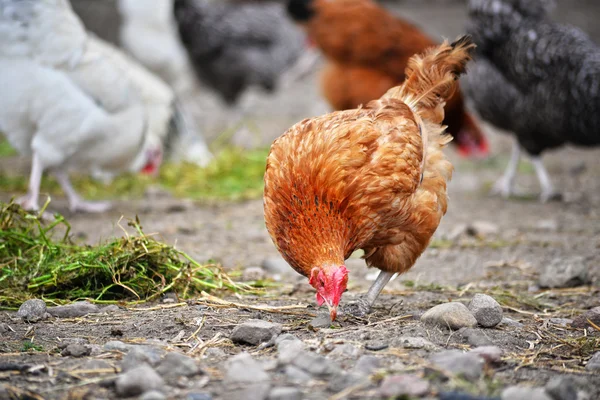 Chickens on traditional free range poultry farm — Stock Photo, Image