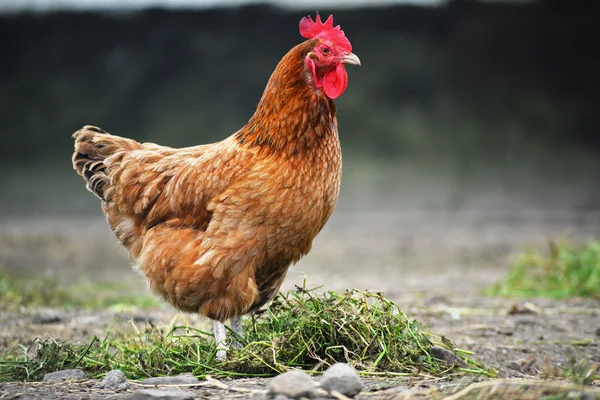 Chickens on traditional free range poultry farm — Stock Photo, Image