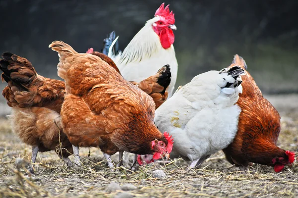 伝統的な自由範囲の養鶏場の鶏場 — ストック写真