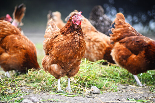 Chickens on traditional free range poultry farm