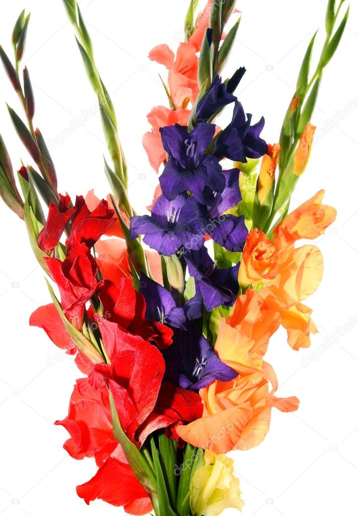 Composition with bouquet of gladiolus flowers — Stock