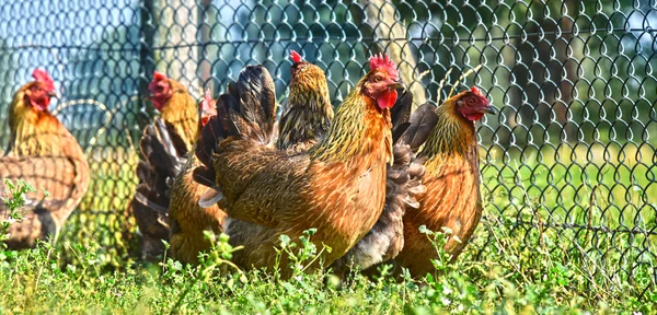 Chickens on traditional free range poultry farm — Stock Photo, Image