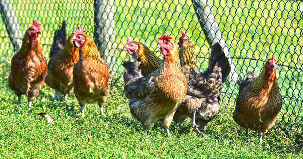 Chickens on traditional free range poultry farm