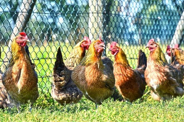 Chickens on traditional free range poultry farm