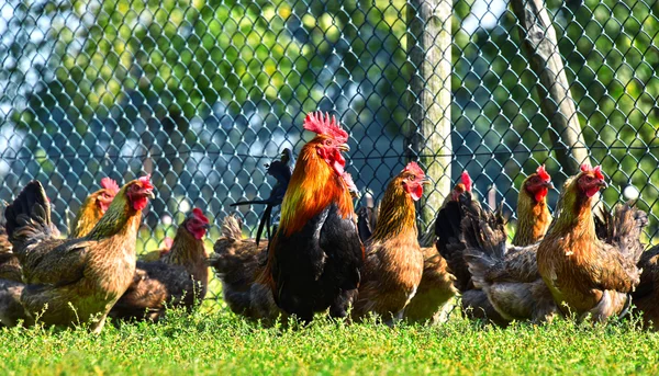 Polli in allevamento di pollame tradizionale allevato all'aperto — Foto Stock