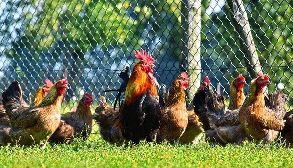 Chickens on traditional free range poultry farm