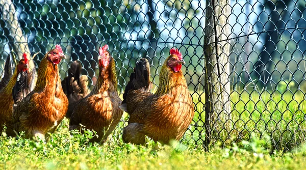 Găini la ferma tradițională de păsări de curte cu rază liberă — Fotografie, imagine de stoc