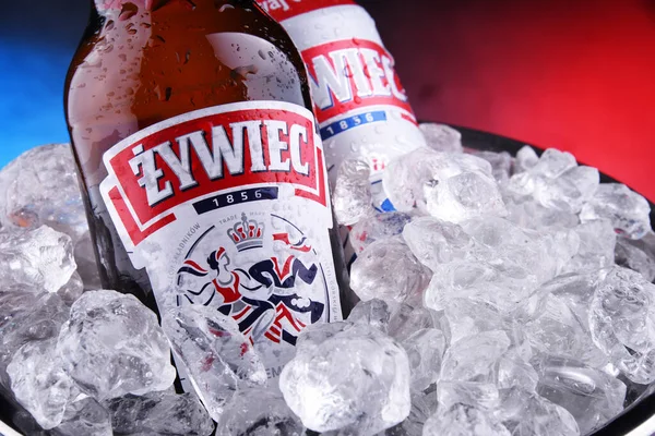 Poznan Pol Ottobre 2020 Bottiglia Lattina Birra Zywiec Una Lager — Foto Stock