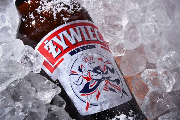 Poznan Pol Oct 2020 Bottle Zywiec Beer Pale Lager Which — Stock Photo, Image