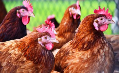 Geleneksel tavuk çiftliğinde tavuklar.