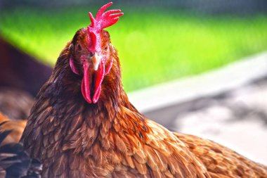 Geleneksel tavuk çiftliğinde tavuklar.