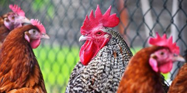 Geleneksel tavuk çiftliğinde tavuklar.