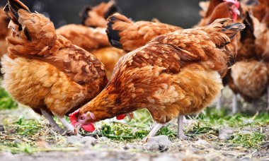 Geleneksel tavuk çiftliğinde tavuklar.