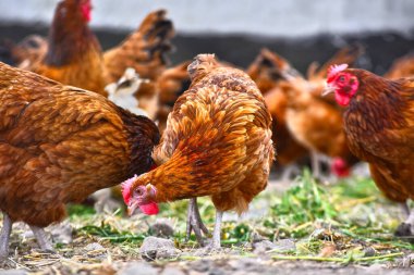 Geleneksel tavuk çiftliğinde tavuklar.