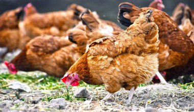 Geleneksel tavuk çiftliğinde tavuklar.