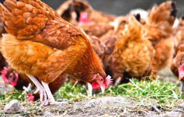 Geleneksel tavuk çiftliğinde tavuklar.