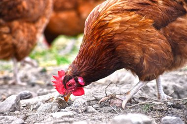 Geleneksel tavuk çiftliğinde tavuklar.