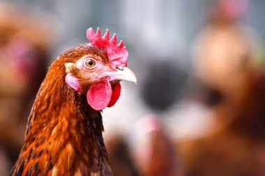 Geleneksel tavuk çiftliğinde tavuklar.