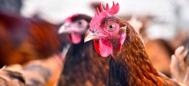 Geleneksel tavuk çiftliğinde tavuklar.