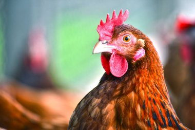 Geleneksel tavuk çiftliğinde tavuklar.