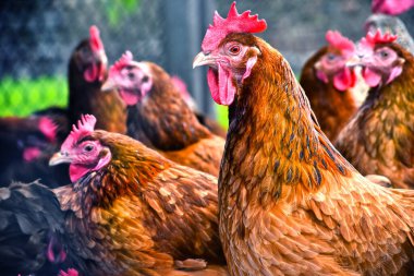 Geleneksel tavuk çiftliğinde tavuklar.