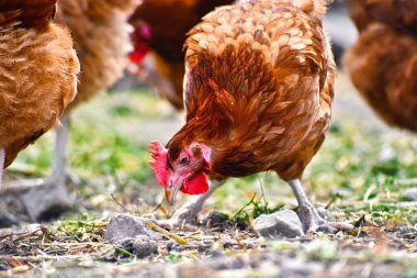 Geleneksel tavuk çiftliğinde tavuklar.