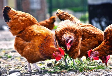 Geleneksel tavuk çiftliğinde tavuklar.