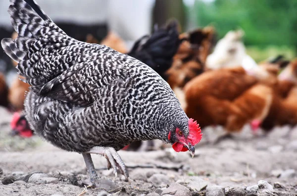 Pollos Granja Aves Corral Tradicional —  Fotos de Stock