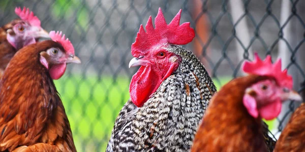 Poulets Dans Une Ferme Avicole Traditionnelle Plein Air — Photo